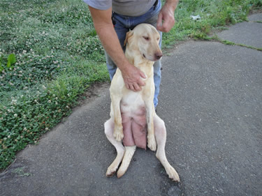 a